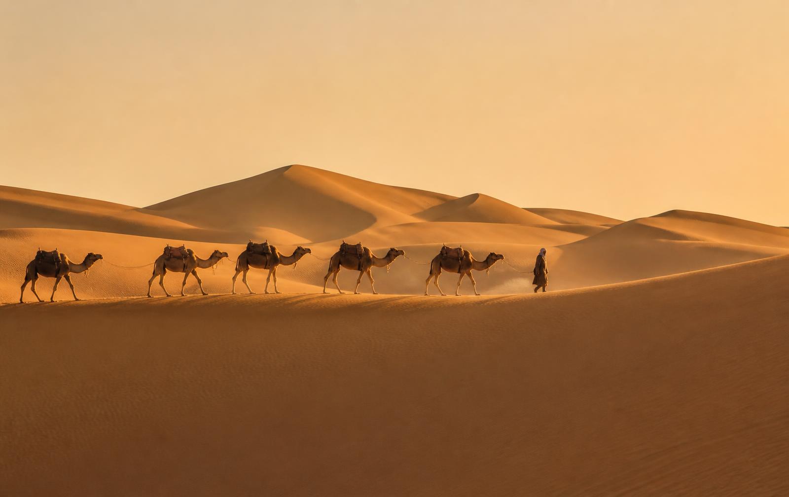Camel caravan crossing the Sahara dunes at golden hour